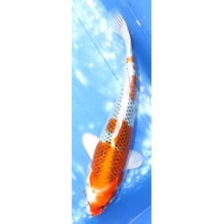 Kujaku éleveur Sakazume