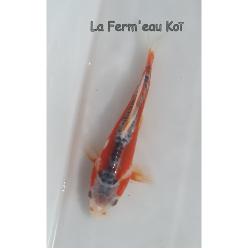 Hi shusui 14-18cm Japon HIRASAWA tosaï