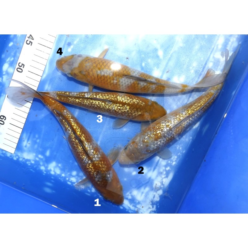 Ginrin Ochiba et Ochiba éleveur Kazehiro