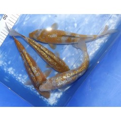 Ginrin Ochiba et Ochiba éleveur Kazehiro