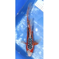 Shusui voile éleveur Yamasan