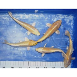 Yamabuki éleveur Sakazume