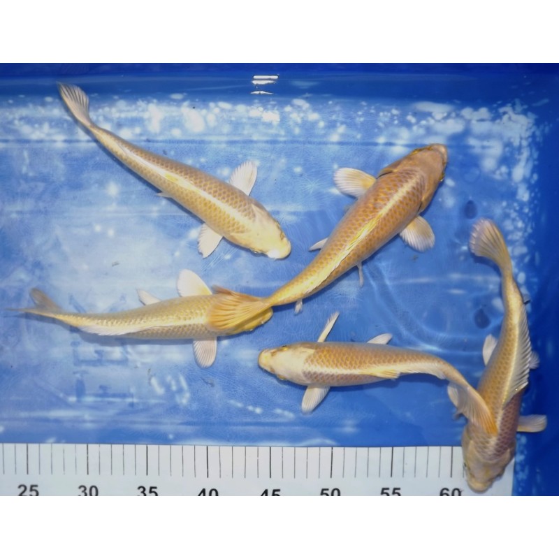 Yamabuki éleveur Sakazume