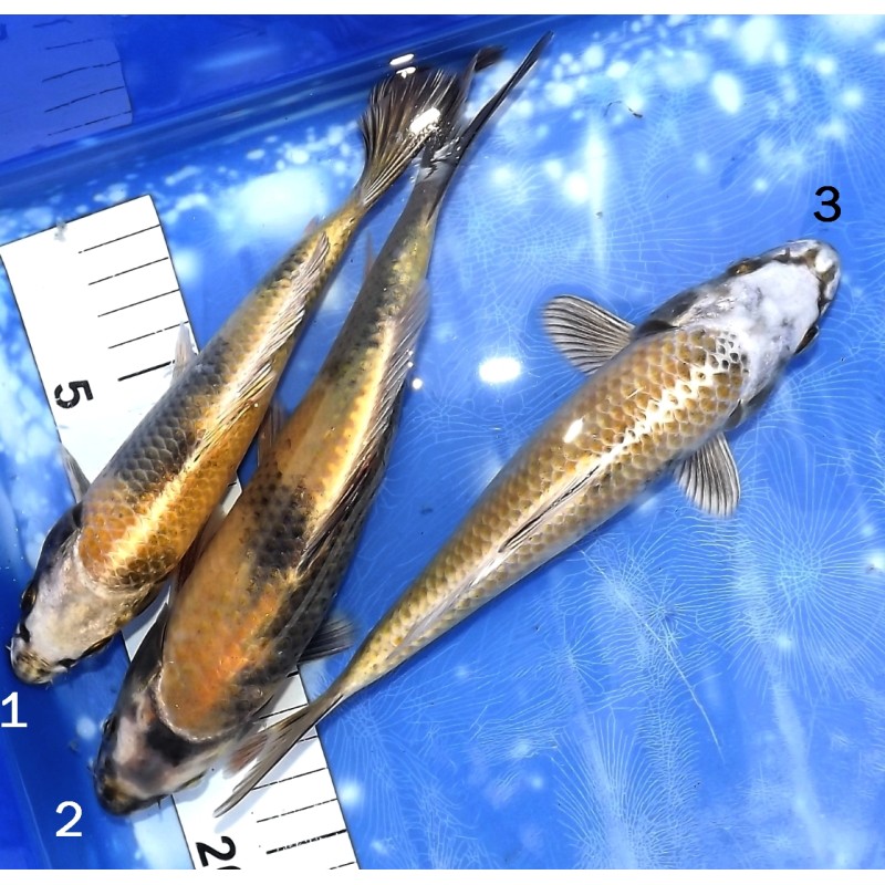 Kin Ki utsuri éleveur Yamasan