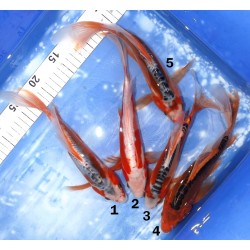 Butterfly : Shusui, Kosui, Hi shusui éleveur Yamasan