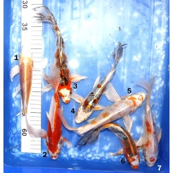 Butterfly : mix éleveur Yamasan