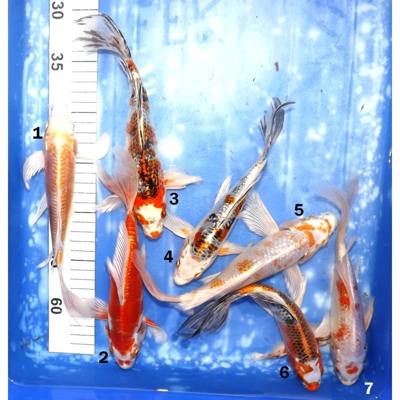 Butterfly : mix éleveur Yamasan