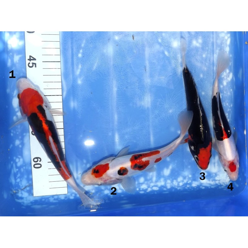 HQ : Beni Kumonryu éleveur Takahashi