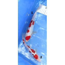 HQ : Doitsu Sanke éleveur Takahashi