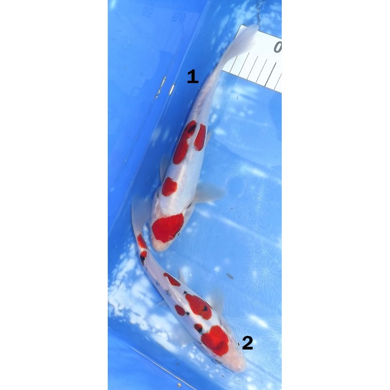 HQ : Doitsu Sanke éleveur Takahashi