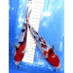 HQ : Sanke éleveur Takahashi