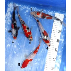 HQ : Showa X2, Beni Kumonryu, Doitsu Showa, Ginrin Kohaku éleveur Takahashi