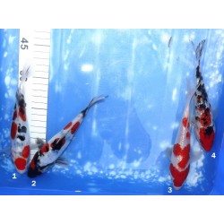 HQ : Ginrin Kohaku, Ginrin Sanke, Doitsu Showa, Doitsu Sanke éleveur Takahashi