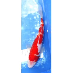 Kohaku éleveur Sakazume