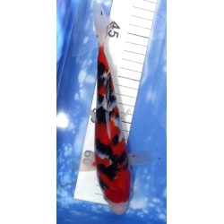 Sanke éleveur Sakazume