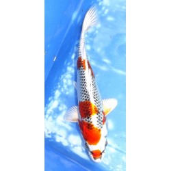 Kujaku éleveur Sakazume