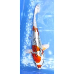 Kujaku éleveur Sakazume