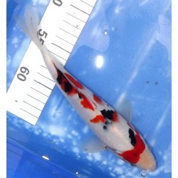 Sanke éleveur Sakazume