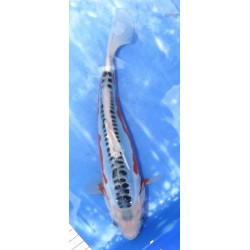 Shusui éleveur Kazehiro