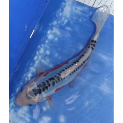 Shusui éleveur Kazehiro