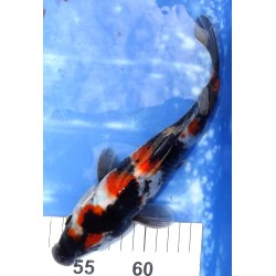 Showa éleveur Kazehiro