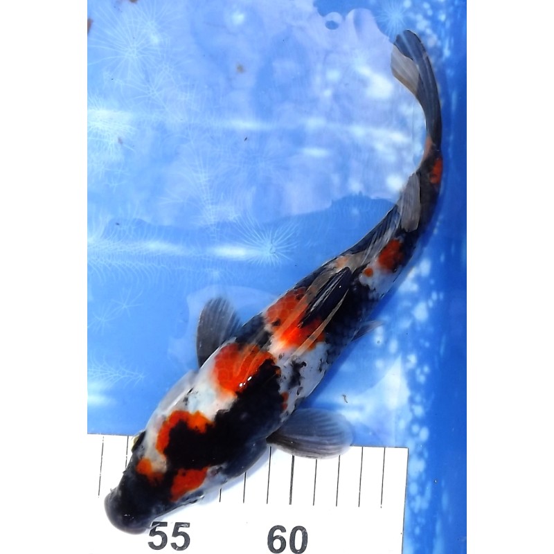 Showa éleveur Kazehiro