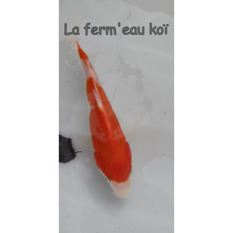 Kohaku 14-18cm Japon HIRASAWA tosaï