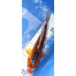 Butterfly : Shusui éleveur Yamasan