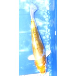 Doitsu Hariwake éleveur Yamasan