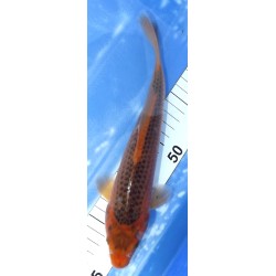 Aka Matsuba éleveur Ooya