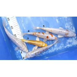 Doitsu Hariwake éleveur Yamasan