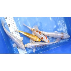 Doitsu Hariwake éleveur Yamasan