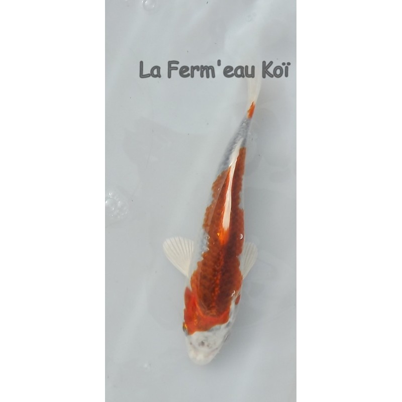 Kujaku 14-18cm Japon HIRASAWA tosaï