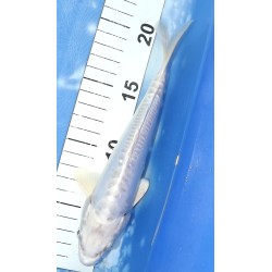 Doitsu Platinum éleveur Yamasan