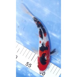 HQ : Doitsu Sanke éleveur Takahashi