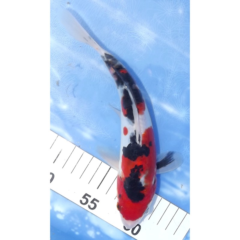 HQ : Doitsu Sanke éleveur Takahashi