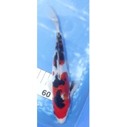 HQ : Doitsu Sanke éleveur Takahashi