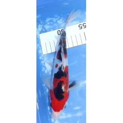 HQ : Doitsu Sanke éleveur Takahashi