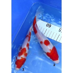 Kohaku éleveur Sakazume