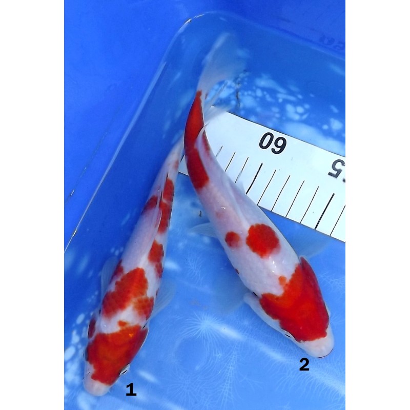 Kohaku éleveur Sakazume