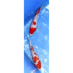 Kohaku éleveur Sakazume