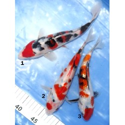 Ginrin Sanke X1 et Sanke X2 éleveur Sakazume