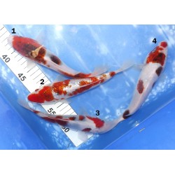 Goromo x3 et Ginrin Goromo x1 éleveur Sakazume