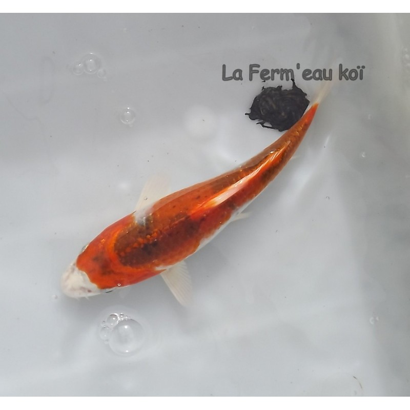 Kujaku 14-18cm Japon HIRASAWA tosaï