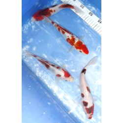 Goromo x3 et Ginrin Goromo x1 éleveur Sakazume