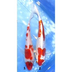 Goromo x1 et Kikusui x1 éleveur Sakazume