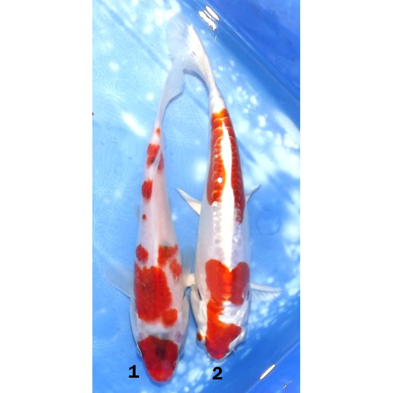 Goromo x1 et Kikusui x1 éleveur Sakazume