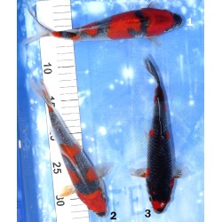 Goshiki x2 et Kuro Goshiki x1 éleveur Kazehiro