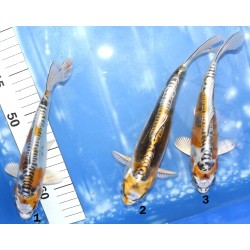 Doitsu Kujaku x2 et Ki Kikokuryu x1 éleveur Kazehiro