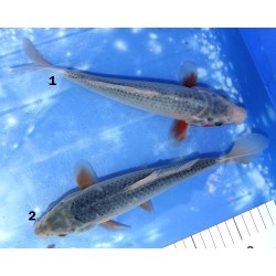 Asagi éleveur Kazehiro